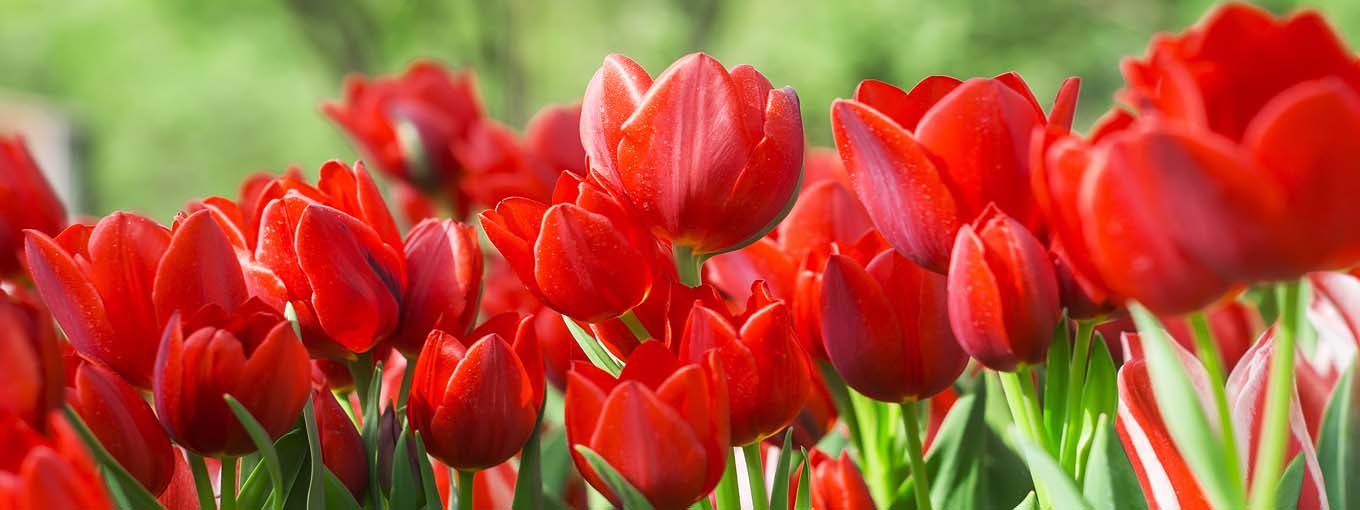 Piros tulipánmező - üvegkép