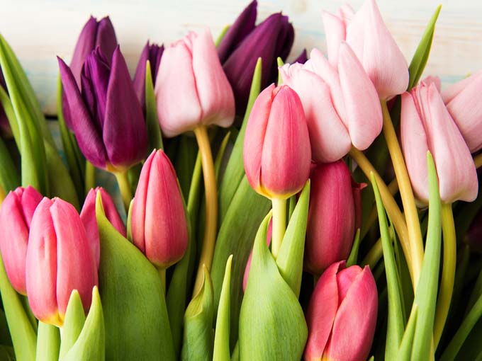 Színes tulipánok - üvegkép