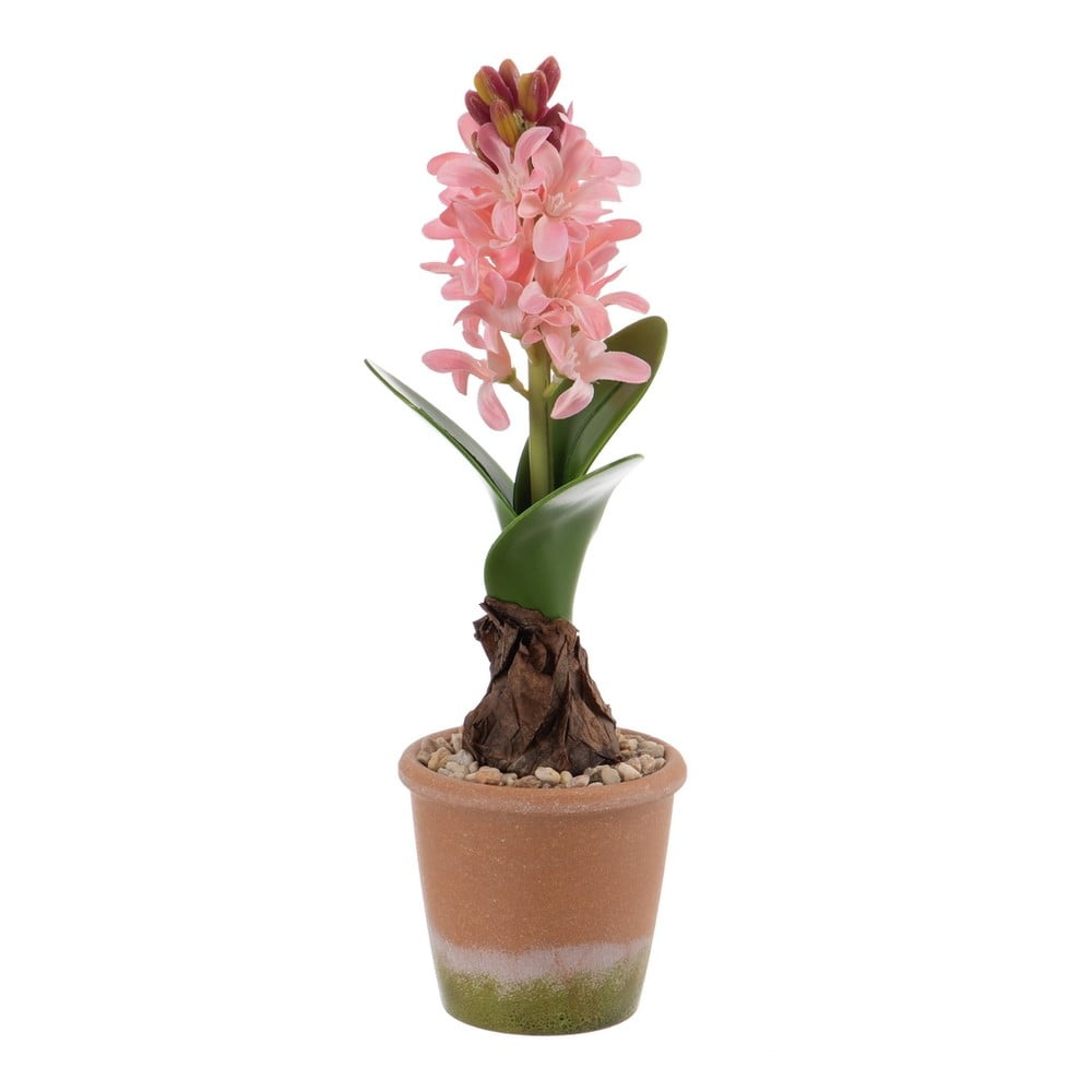 Műnövény (magasság 29 cm) Hyacinth – Ixia
