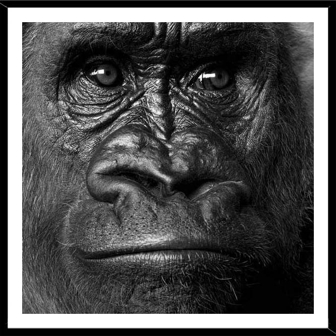 Gorilla fej - keretezett üvegkép