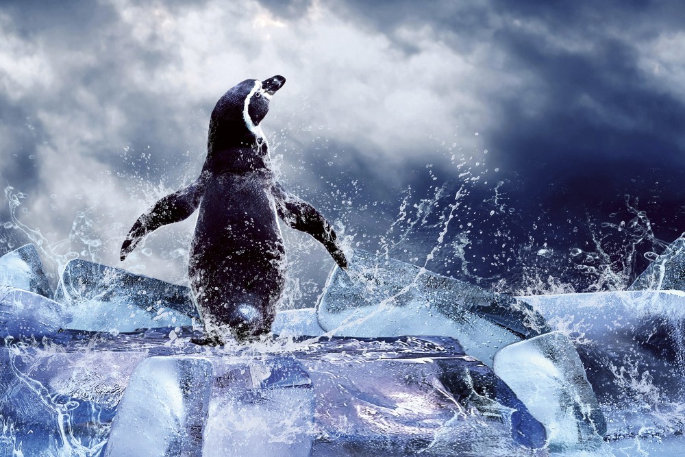 Pingvin a jégtömbön, poszter tapéta 375*250 cm